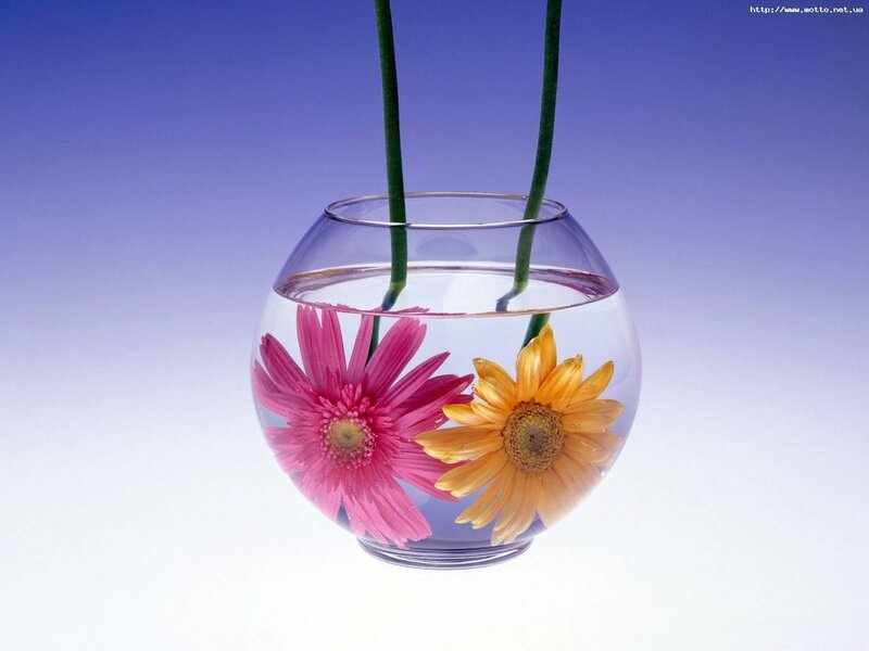 Flowers in a glass bowl