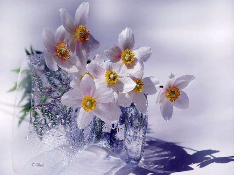 flowers in a glass vase