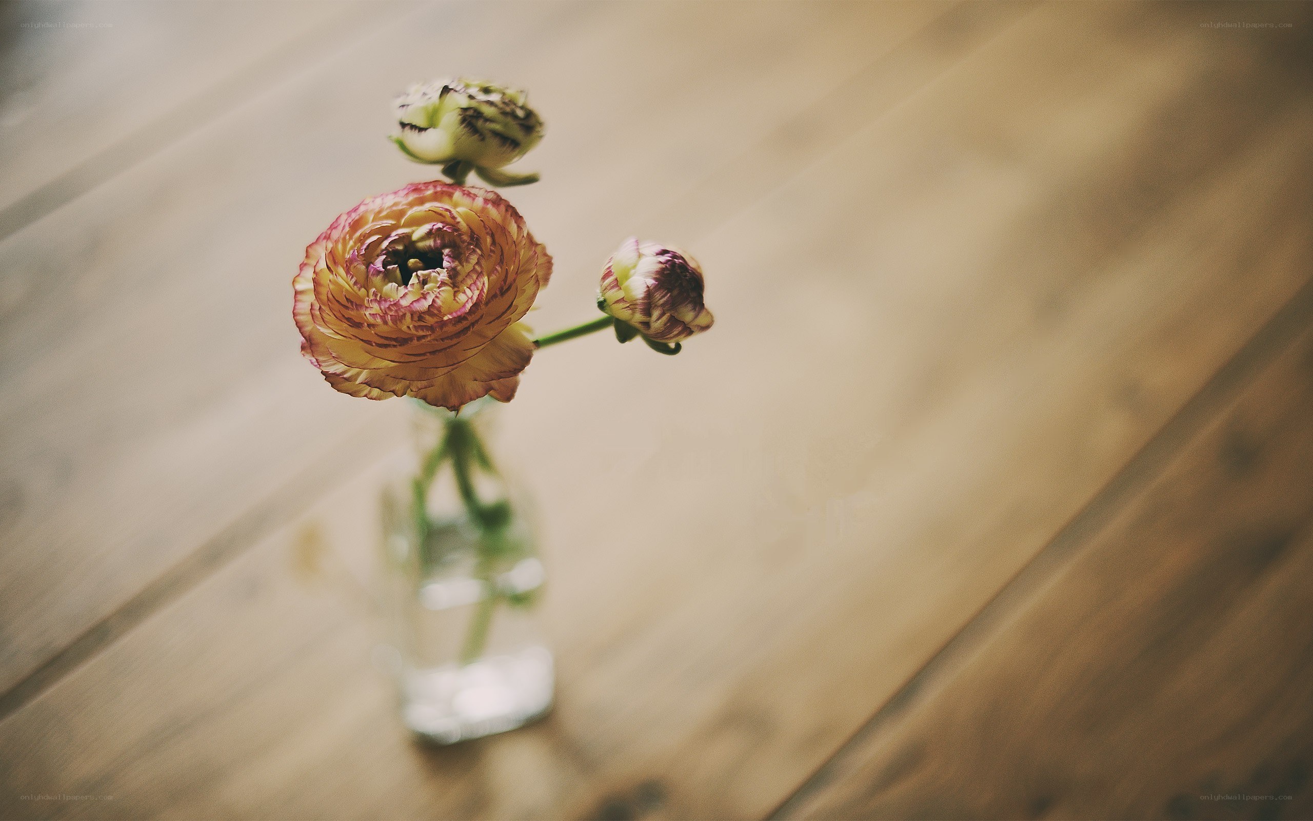 Flowers in a glass vase