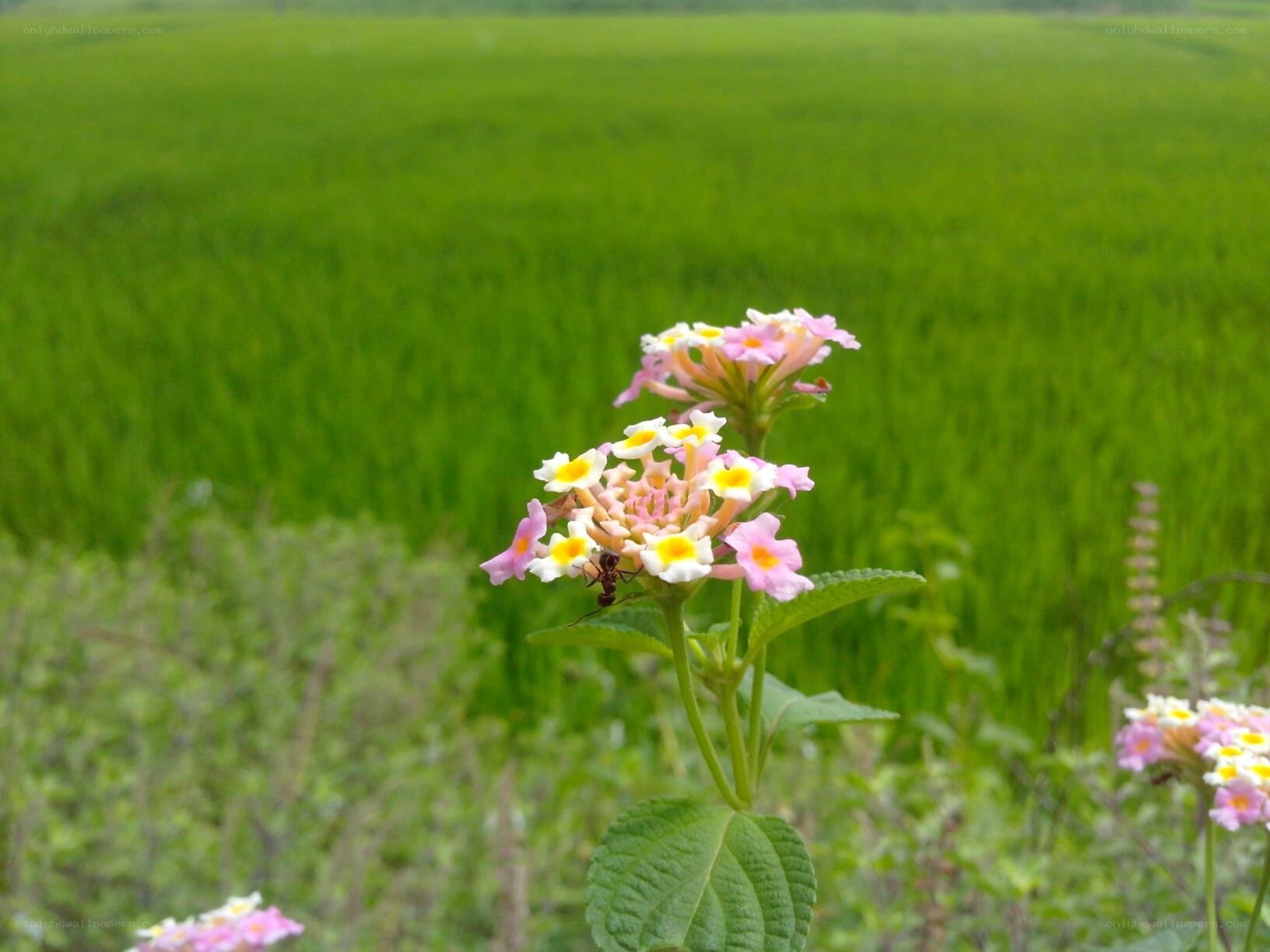 Flowers in a green field