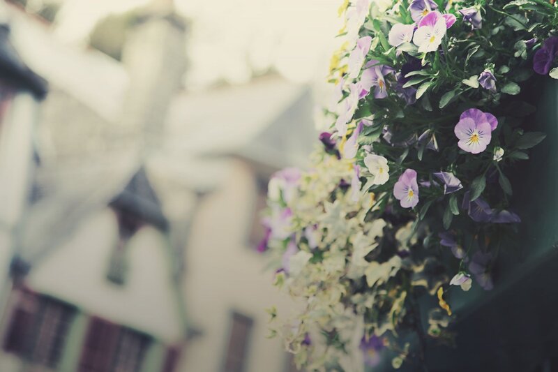 flowers in a hanging basket