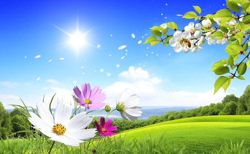 Flowers in a Meadow