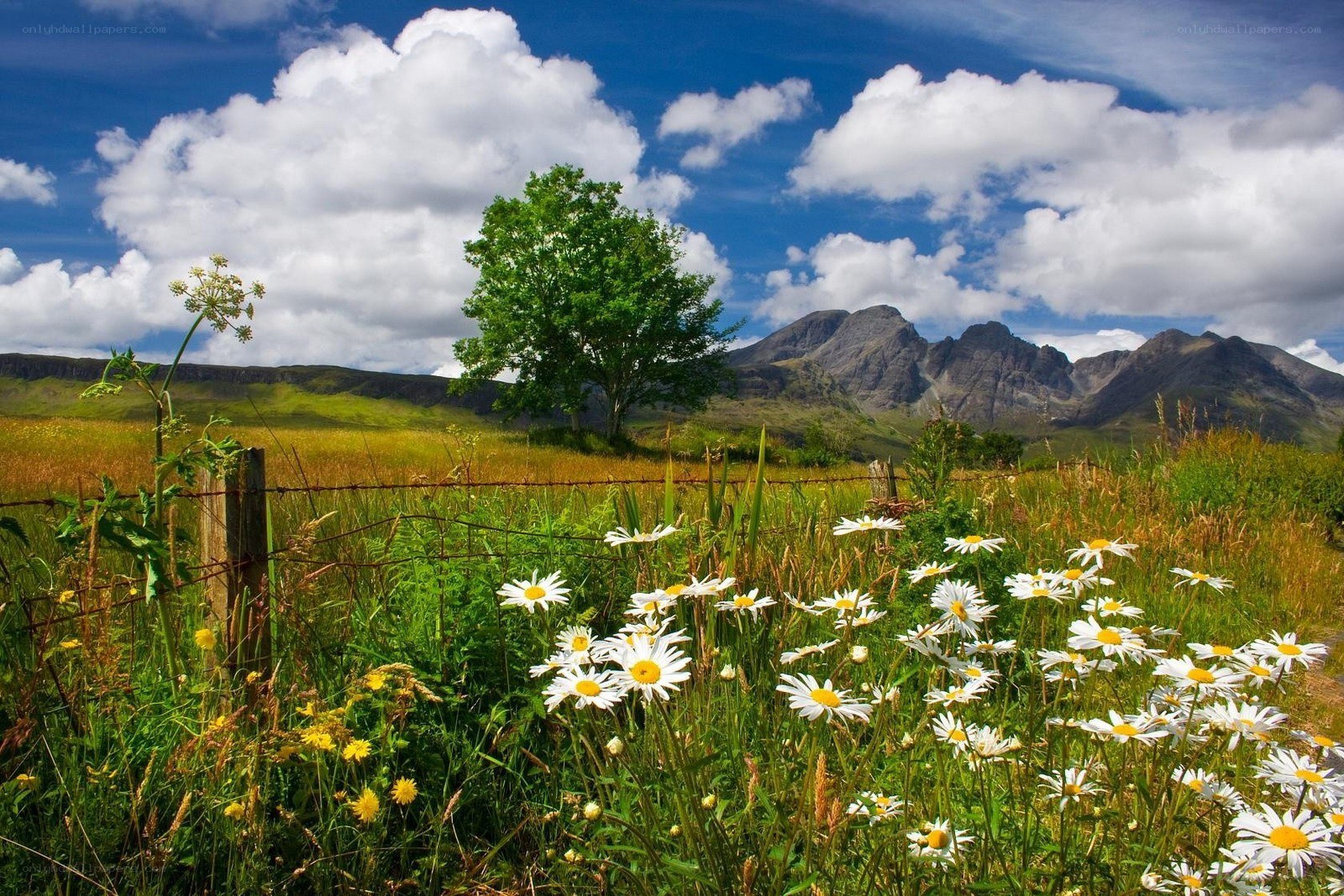 Flowers in a mountain field