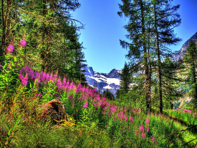 Flowers in a mountain forest