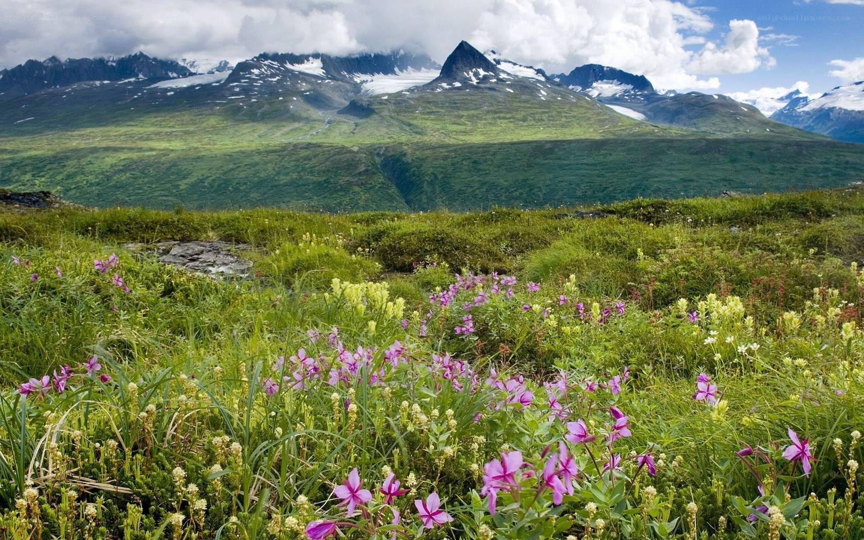 Flowers in a mountain meadow