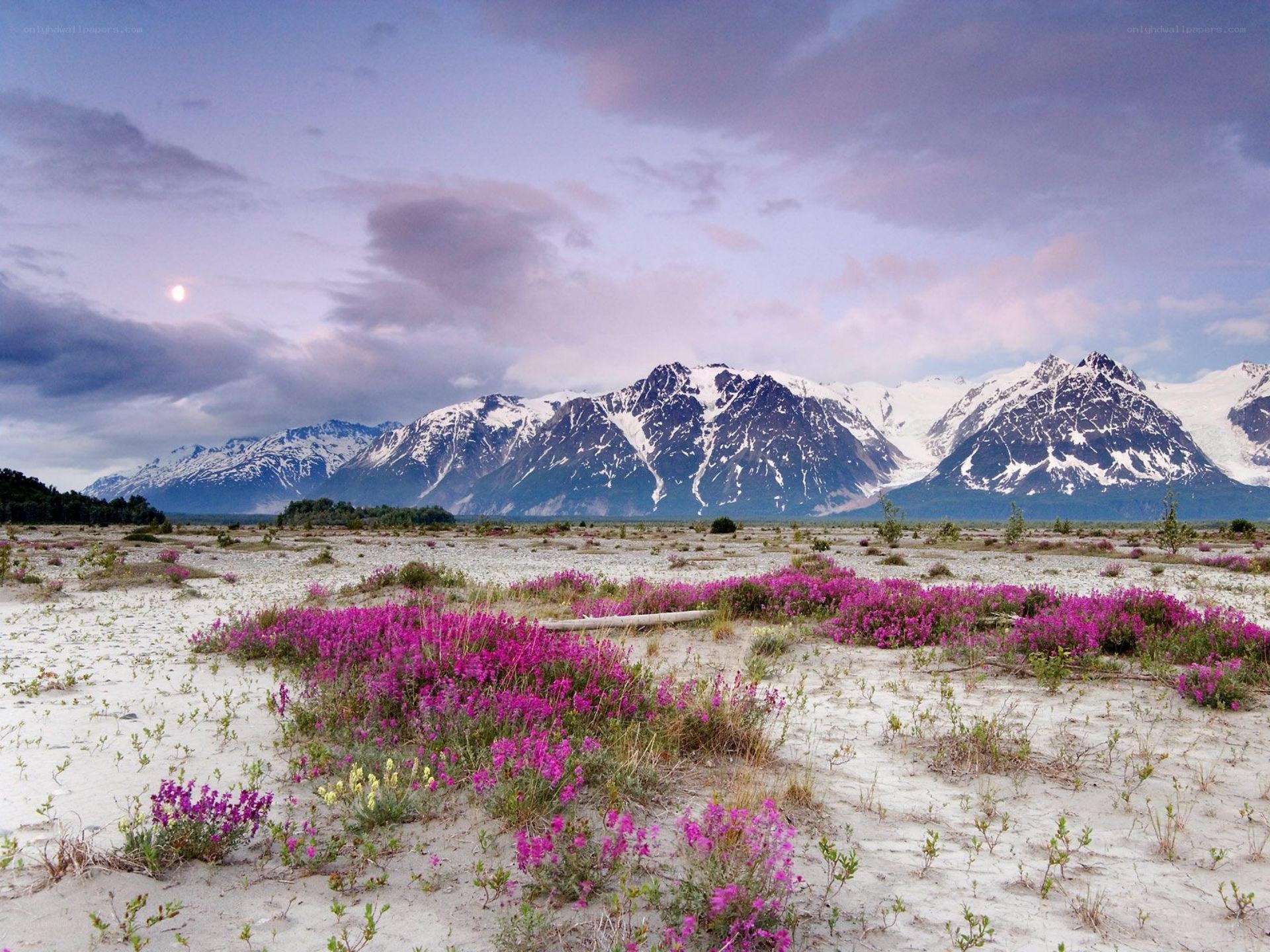 Flowers in a mountain valley