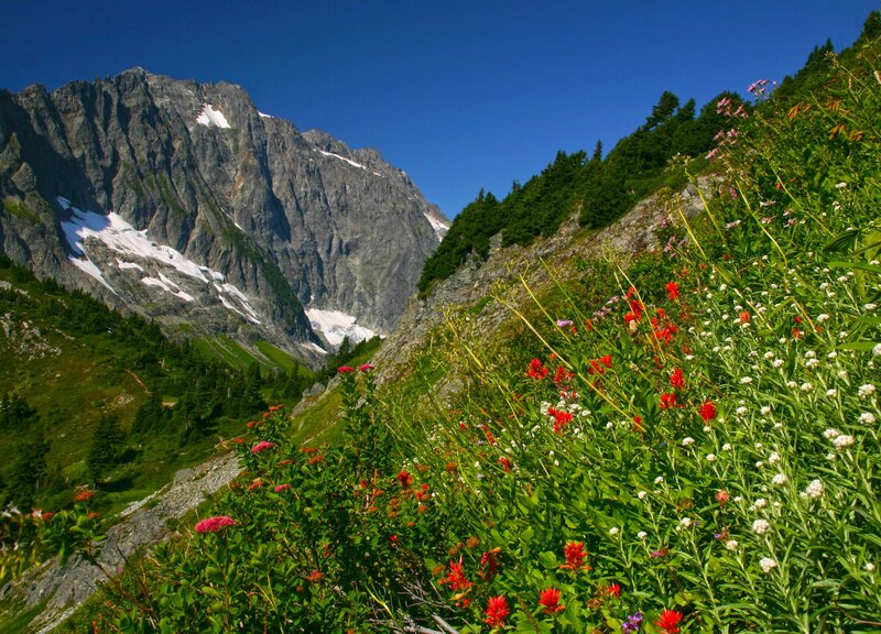 Flowers in a mountain valley