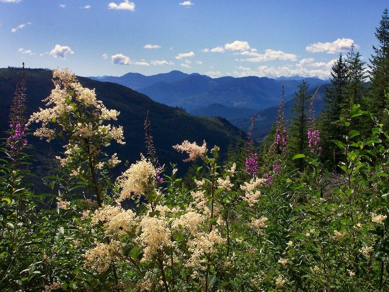 Flowers in a mountain valley