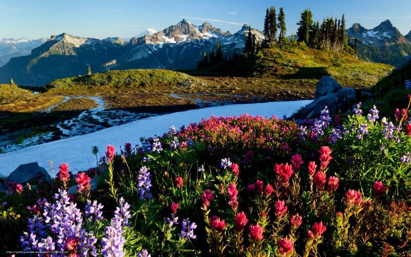 Flowers in a mountain valley