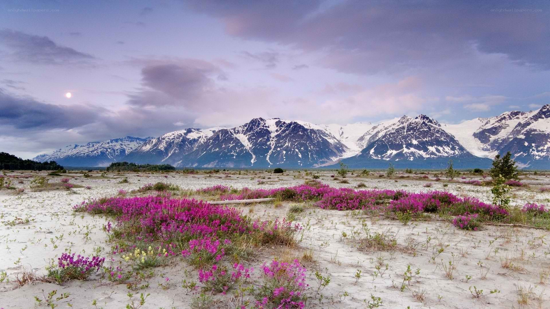 Flowers in a mountain valley