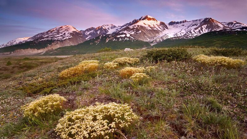 Flowers in a mountain valley