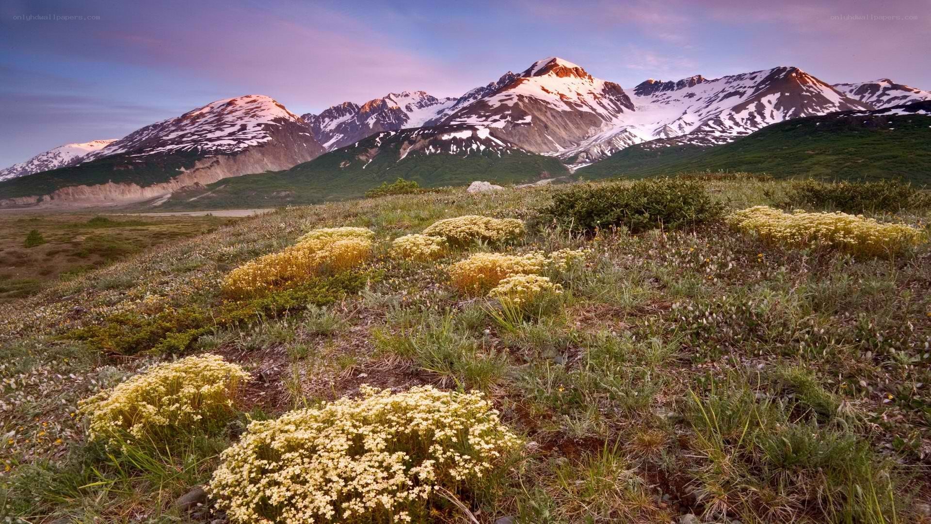 Flowers in a mountain valley