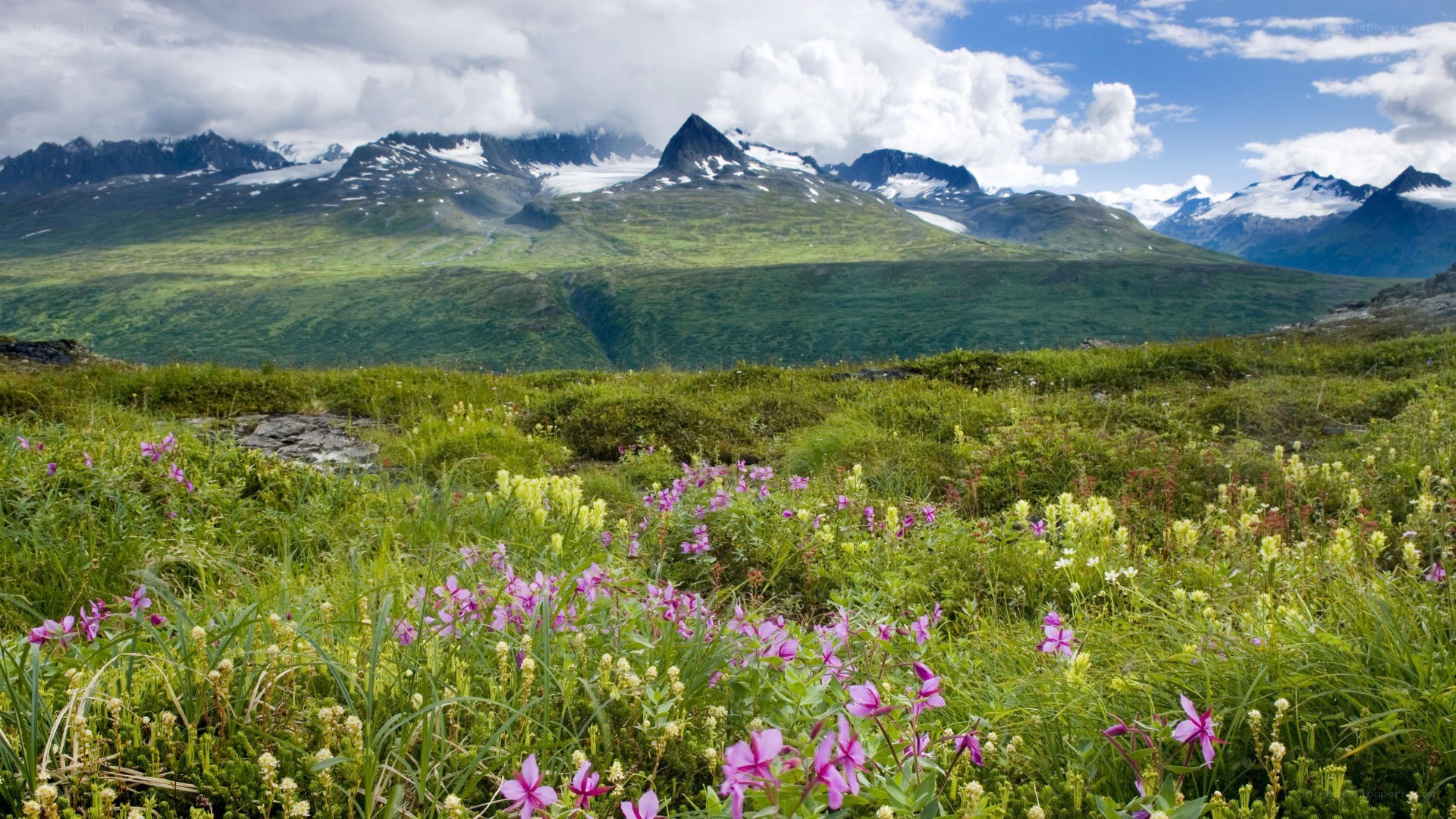 Flowers in a mountain valley