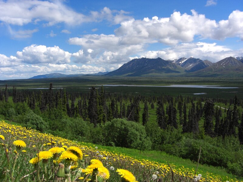 Flowers in a mountain valley