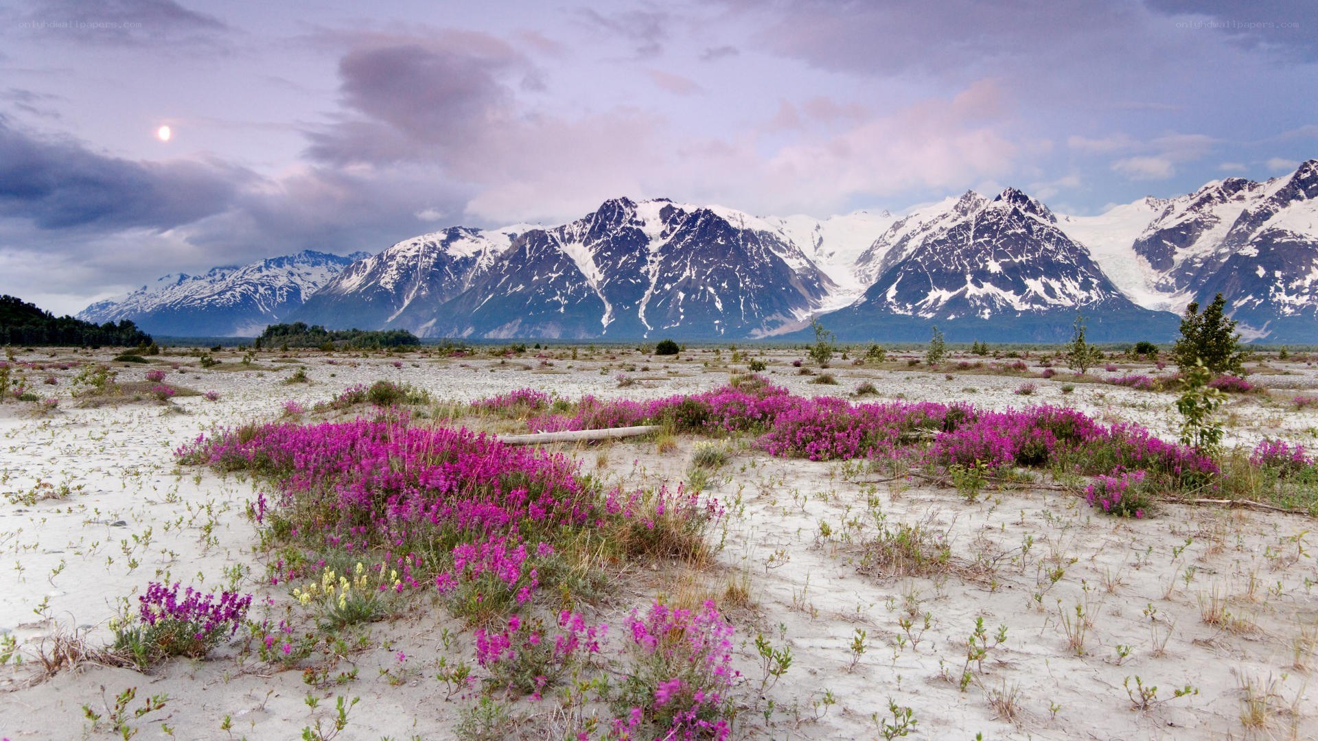 Flowers in a mountain valley