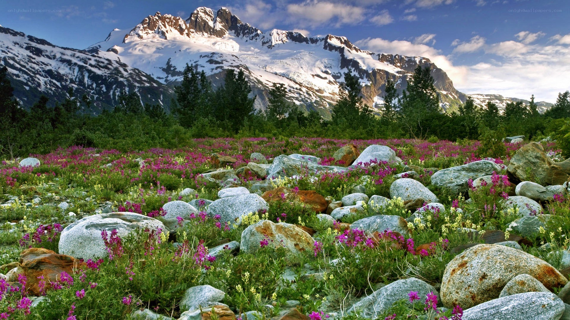 Flowers in a mountain valley