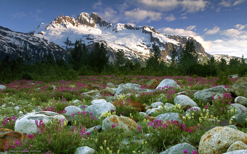 Flowers in a mountain valley