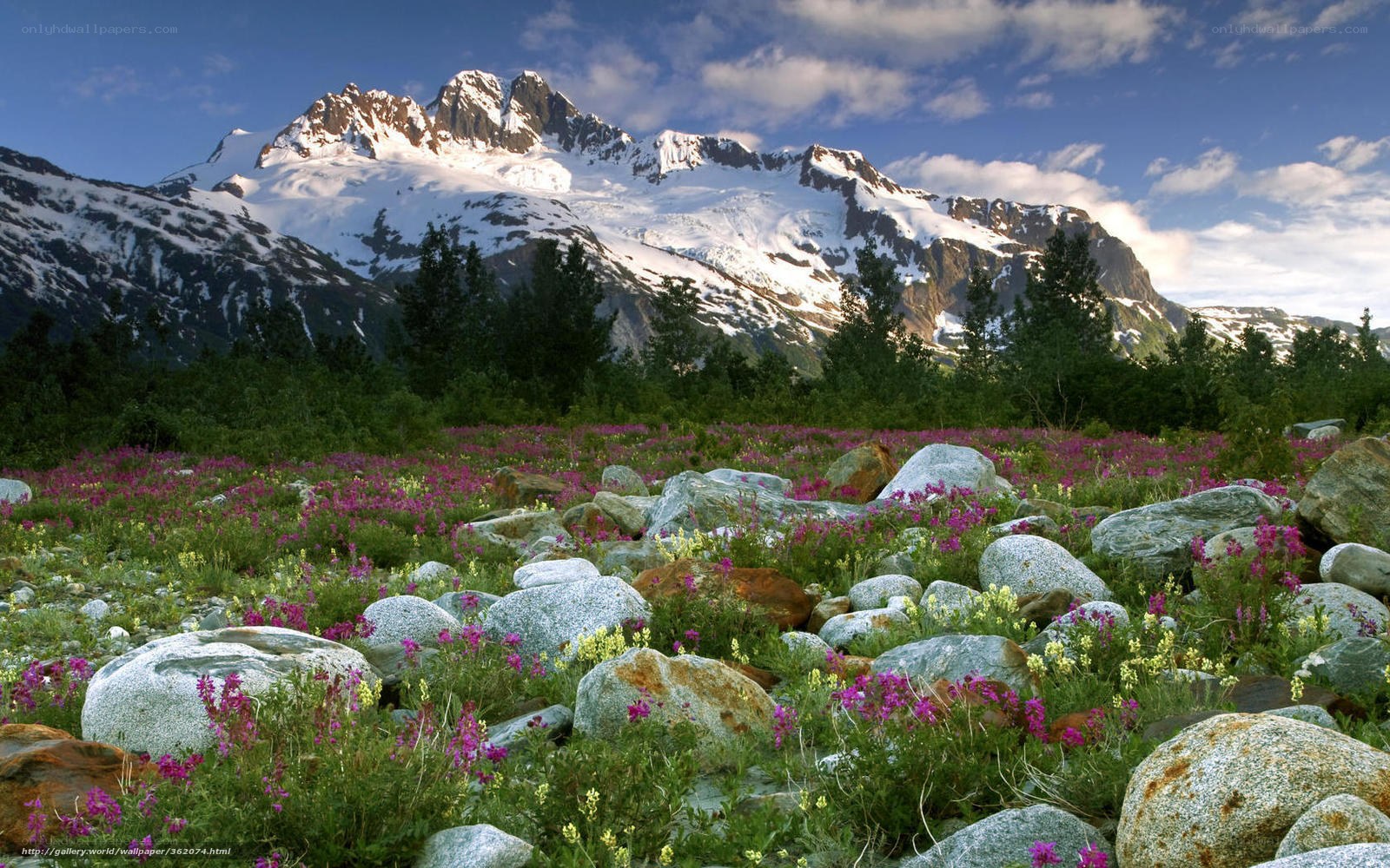Flowers in a mountain valley
