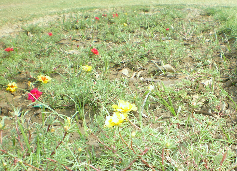 Flowers in a muddy field