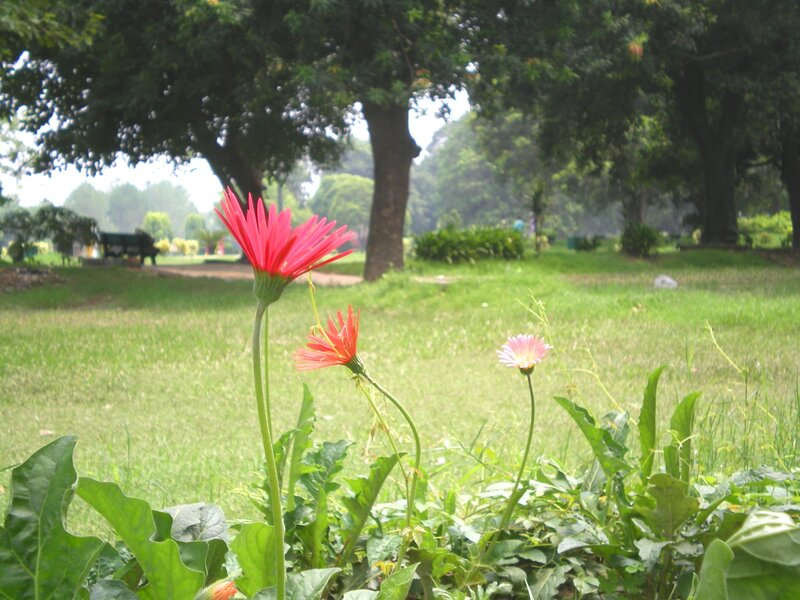 Flowers in a park