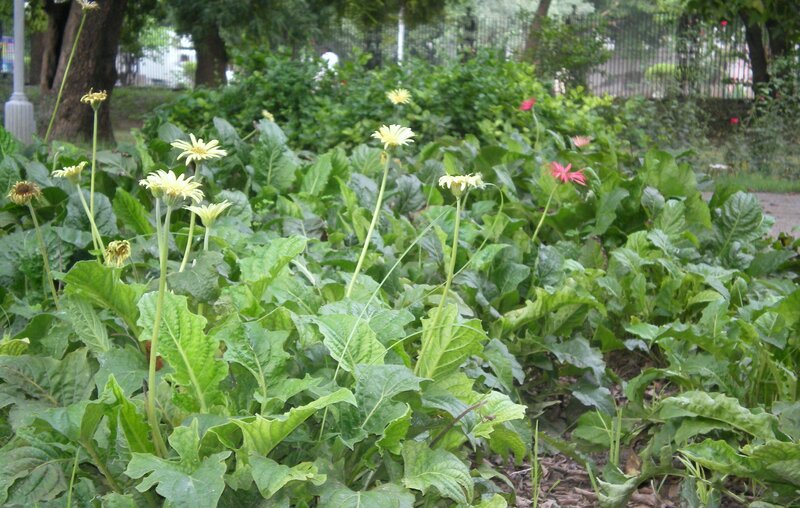 Flowers in a park garden