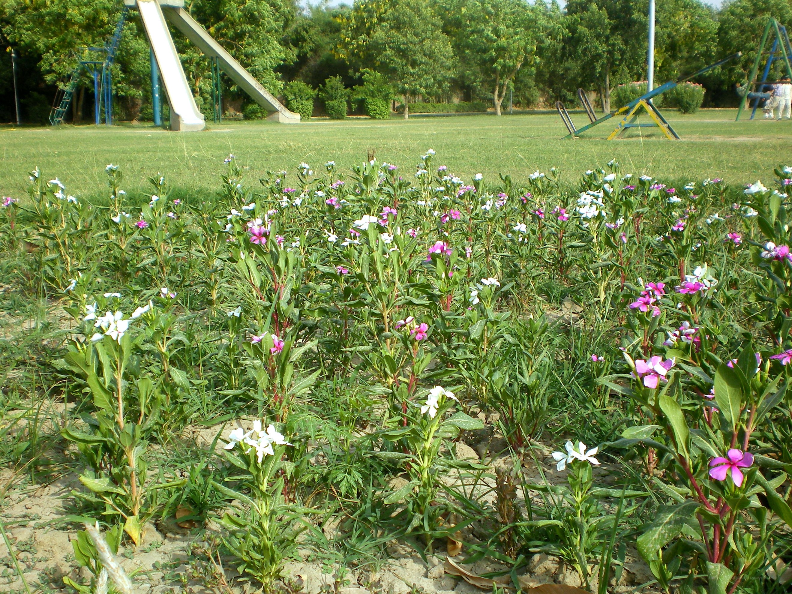 Flowers in a park