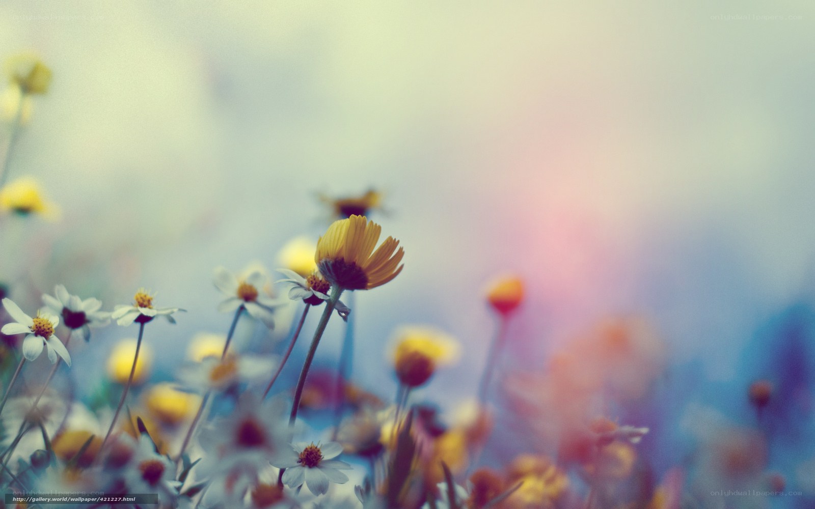 Flowers in a soft-focus field