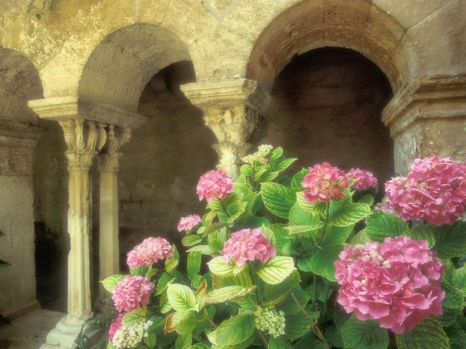 Flowers in a stone courtyard