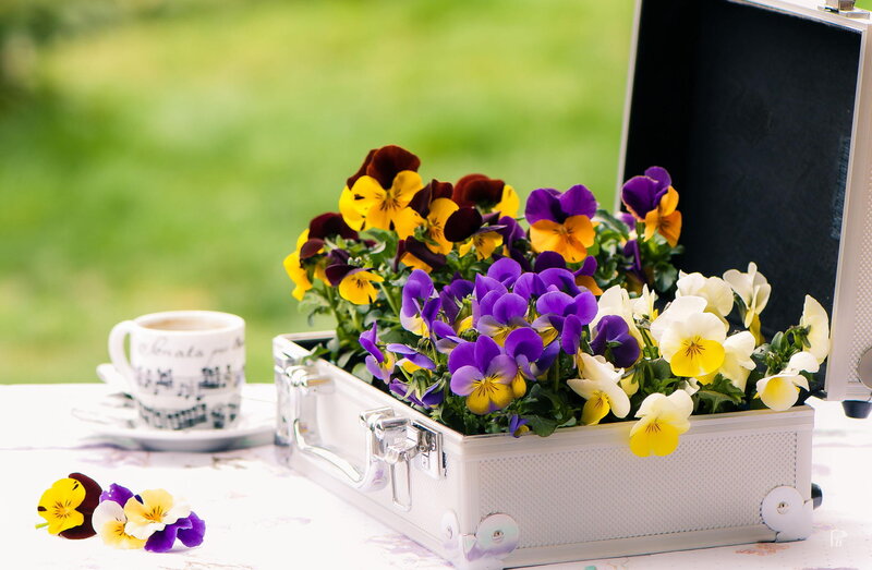 Flowers in a Suitcase