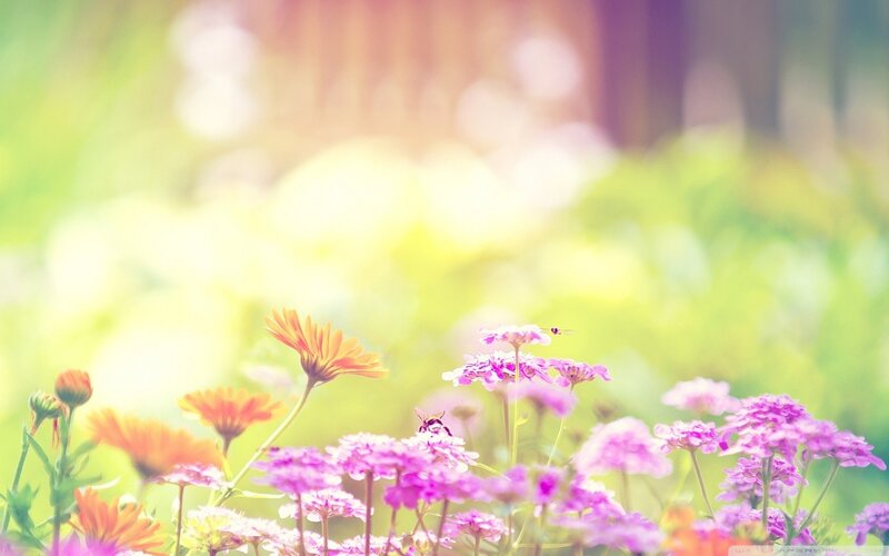 Flowers in a sunlit garden