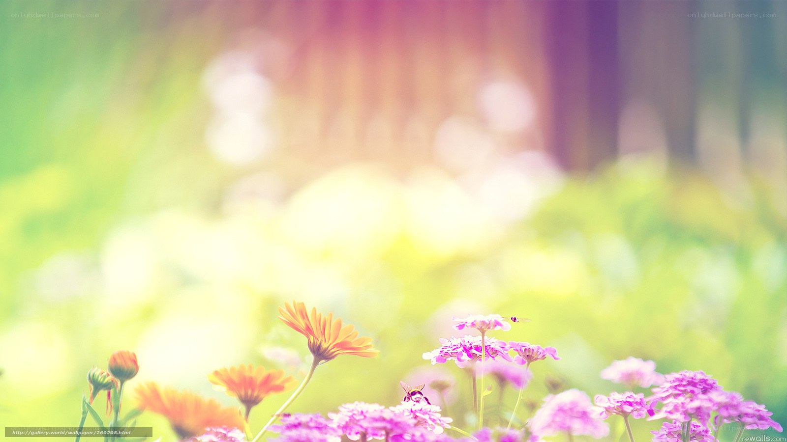 Flowers in a sunlit garden