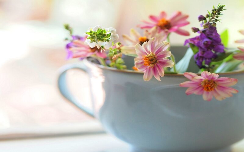 Flowers in a Teacup — Pink, Serene, Morning