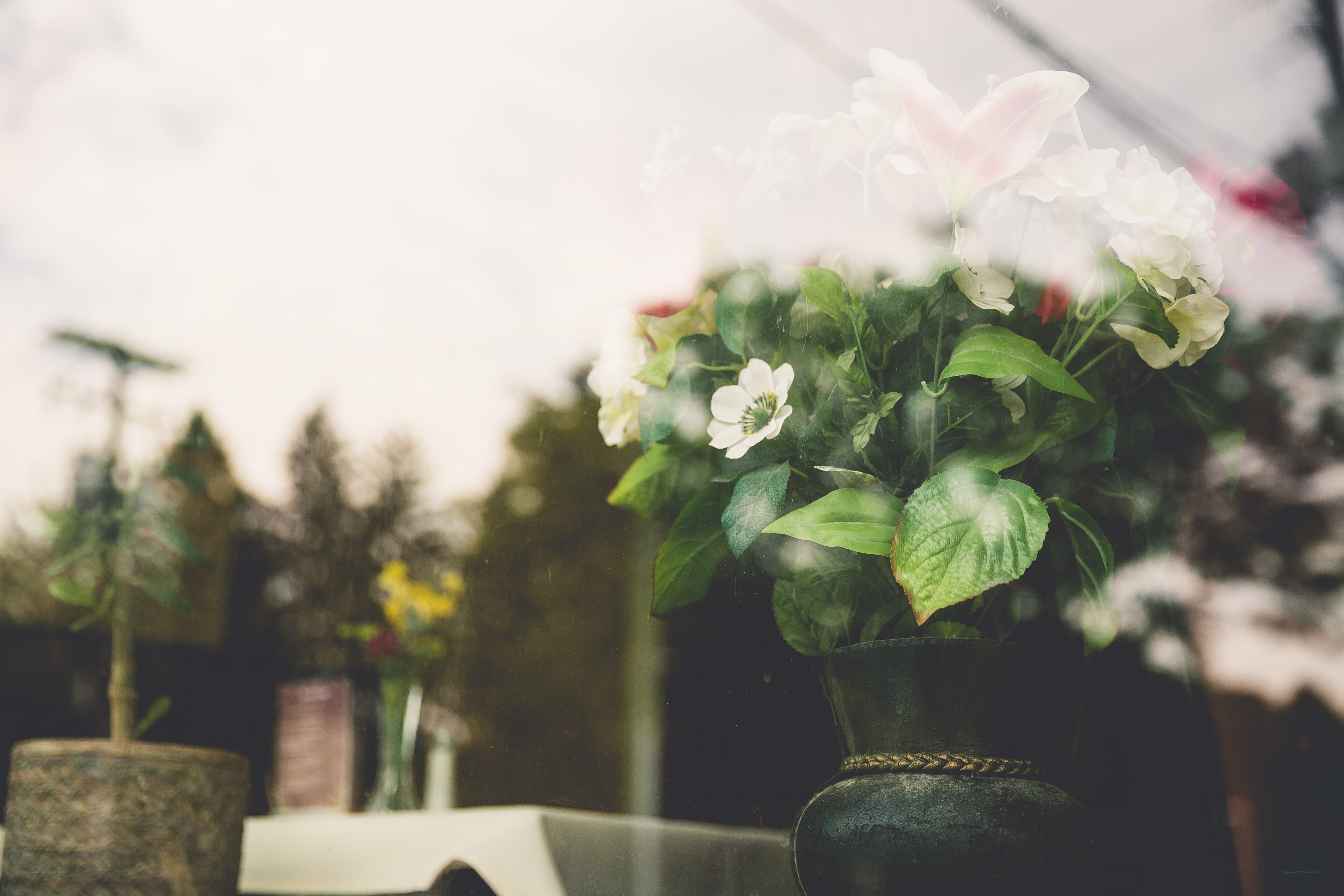 Flowers in a vase through glass