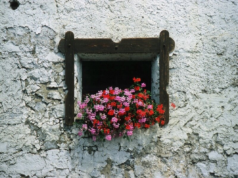 Flowers in a window box