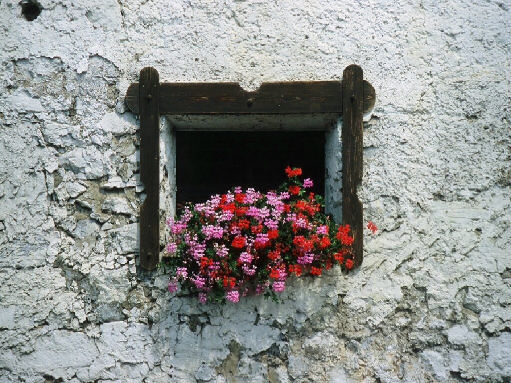 Flowers in a window box