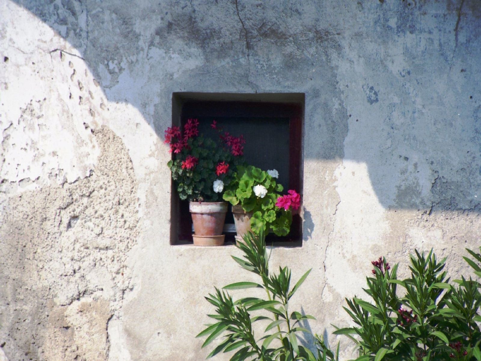 Flowers in a window niche