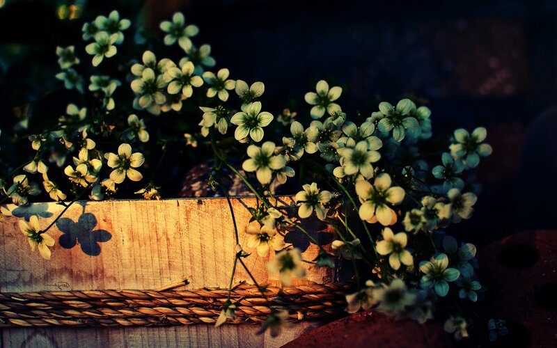 flowers in a wooden box