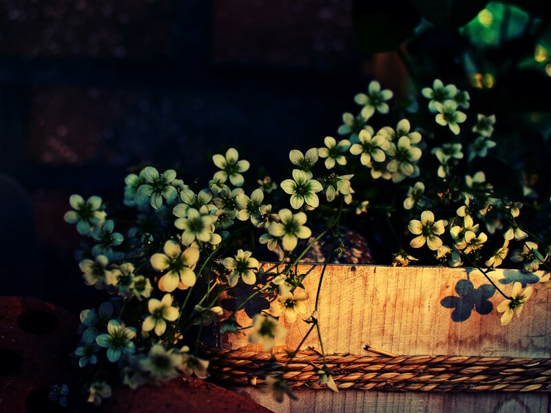 Flowers in a wooden box