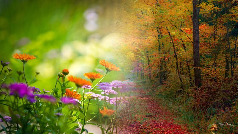 Flowers in Autumn Forest