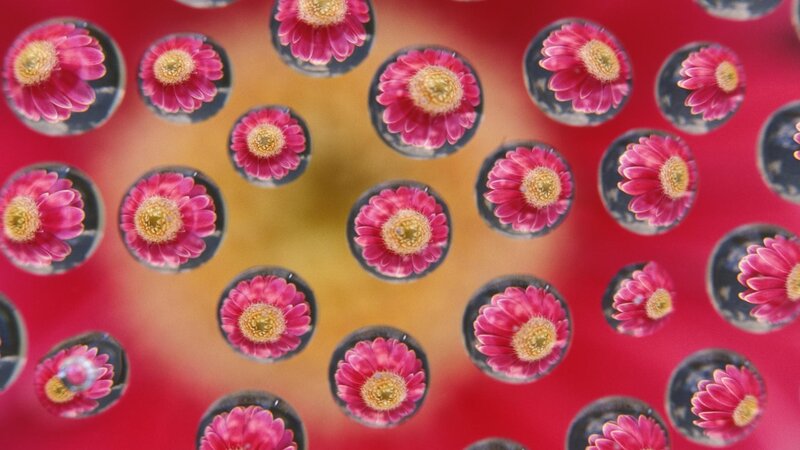 Flowers in bubbles on red background