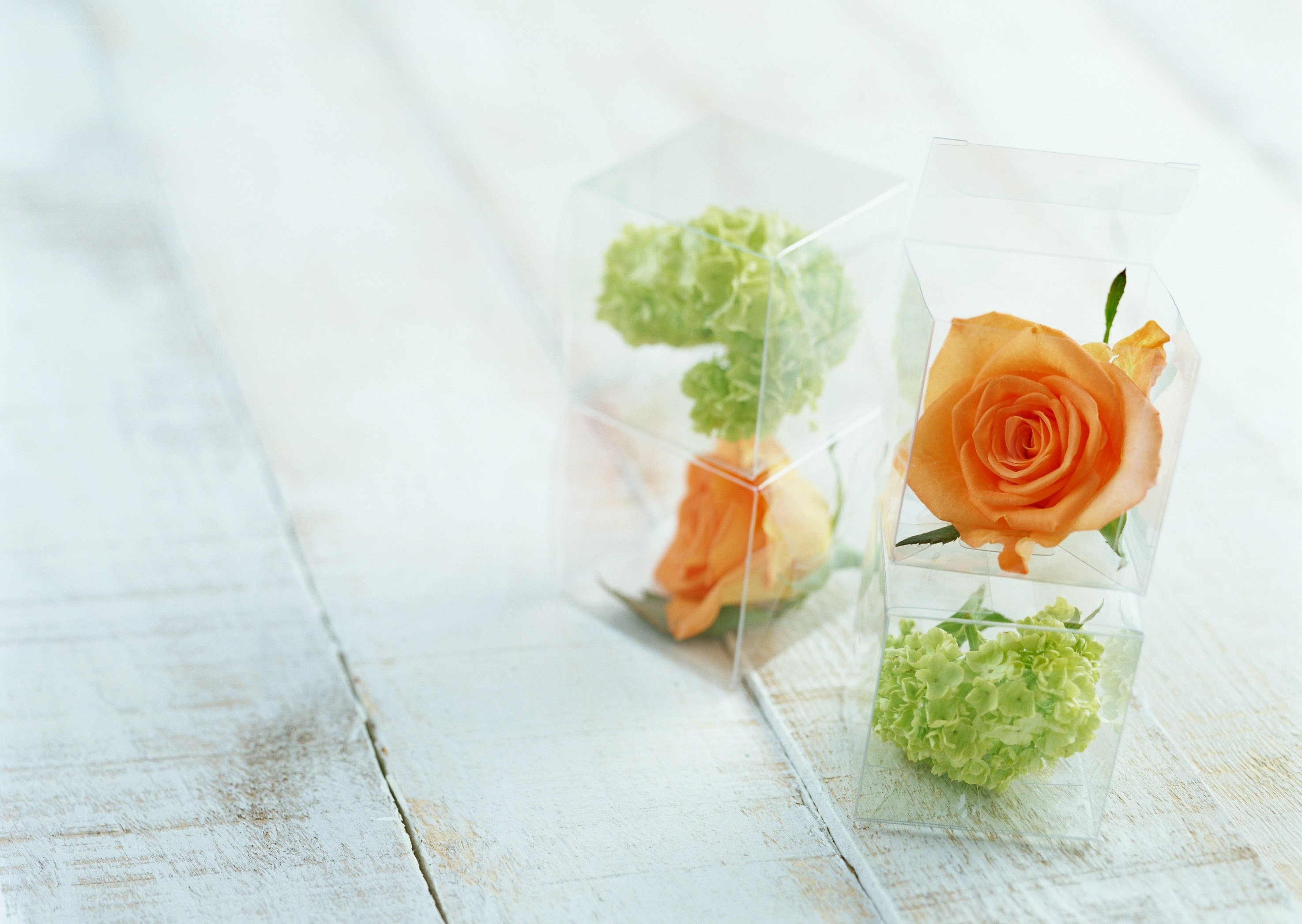 Flowers in clear boxes