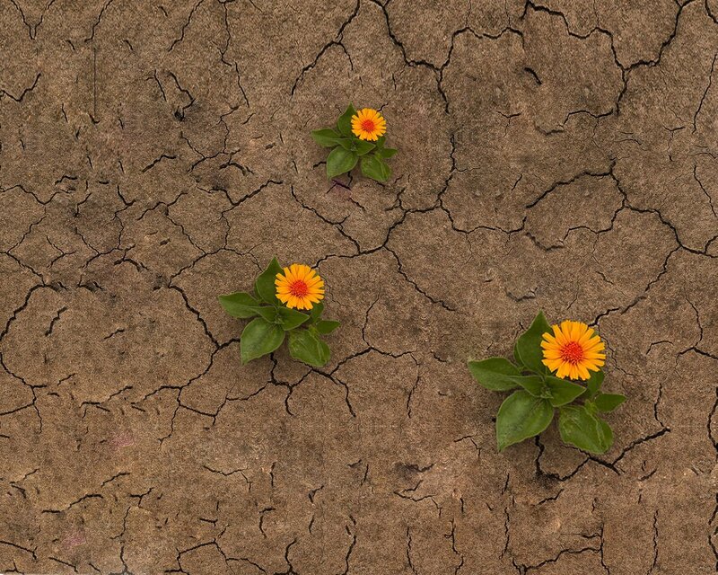 Flowers in cracked earth