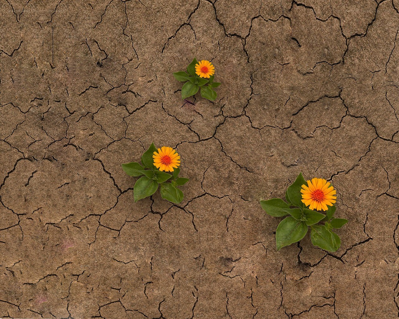 Flowers in cracked earth