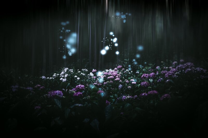 Flowers in Dark Forest