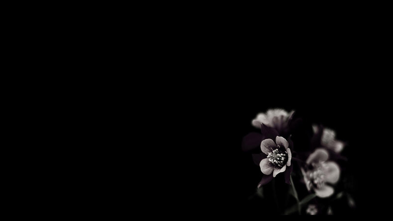 flowers in darkness