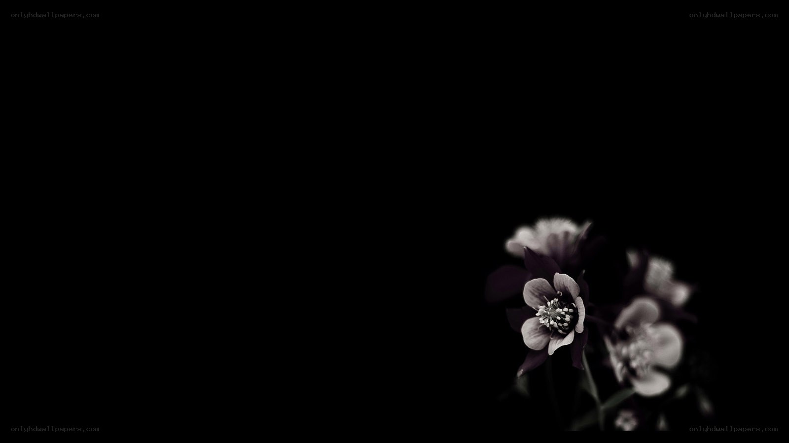 flowers in darkness