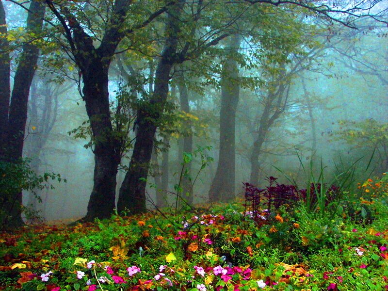 Flowers in Foggy Forest