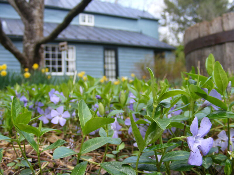 Flowers in front of a blue house