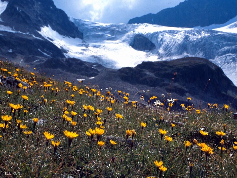 Flowers in front of a glacier