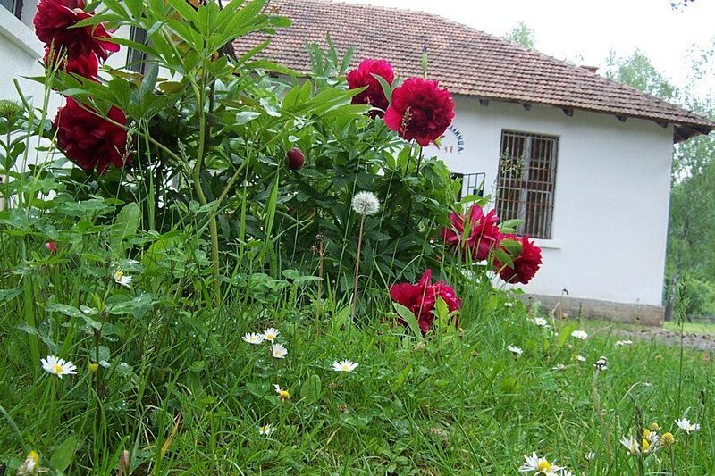 Flowers in front of a house